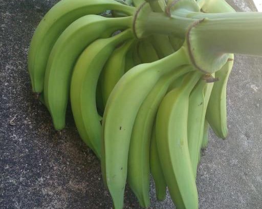 Port Antonio Apartment | CW's Portland Paradise. Wifi/Private Bathroom.