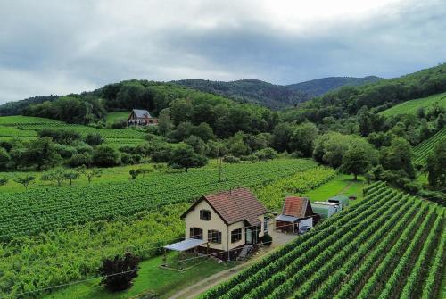 Ribeauville Bed & Breakfast | DANDELION Bed & Breakfast