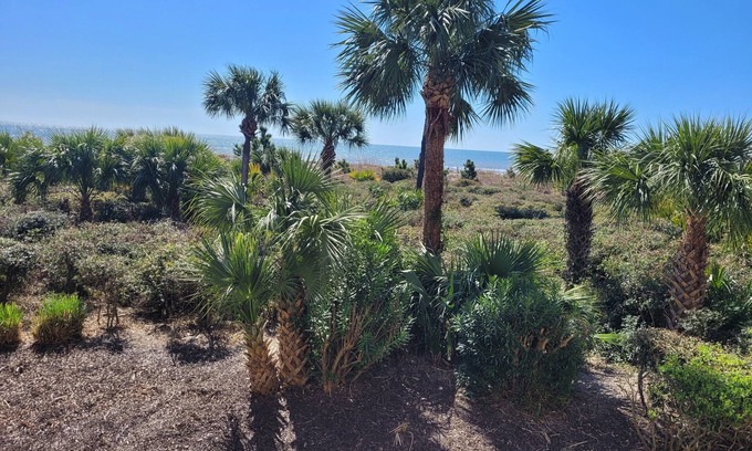 North Forest Beach Condo | Direct Oceanfront, Coligny Beach, Hilton Head Island SC