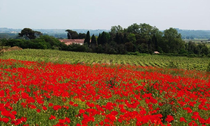 Nizas House | Domaine Saint Ferreol
