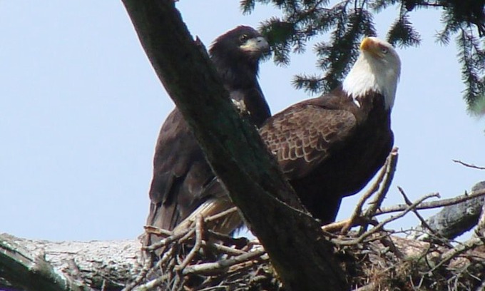 Salt Spring Island Cabin | Eagle's Nest Cottage - Come And Relax On Beautiful Salt Spring Island!