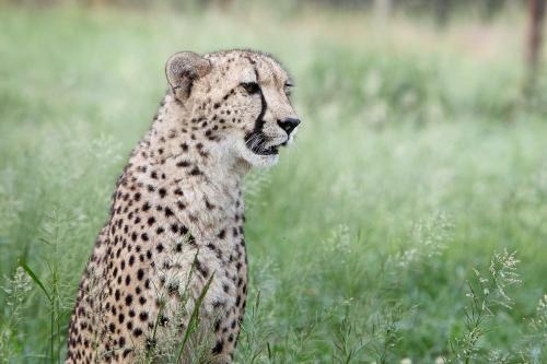 Hluhluwe Cabin | Emdoneni Lodge with Zululand Cat Conservation Project