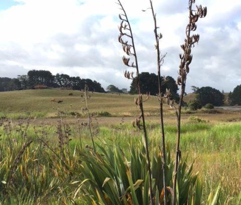 Raglan Bed & Breakfast | Entabeni