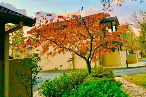 Wentworth Falls Apartment | Falls Mountain Retreat Blue Mountains