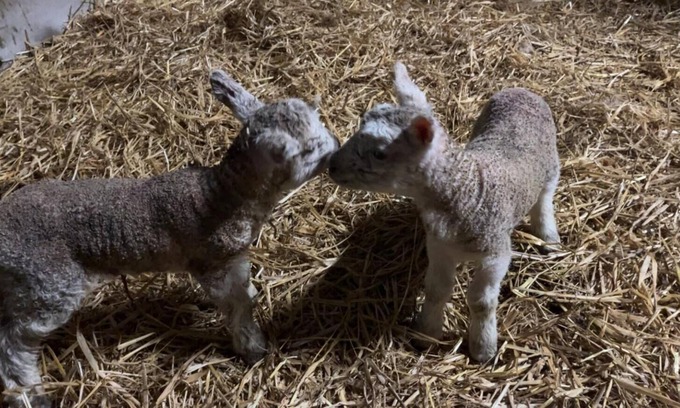 Killarney Other | Farm Stay 15 mins from Killarney