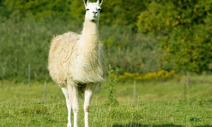 Westminster Other | Farmhouse Fields- Mini Highland Cows and Llamas for an unforgettable Farm Stay!