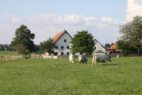Ochsenhausen Apartment | Ferienwohnung auf dem Traubshof