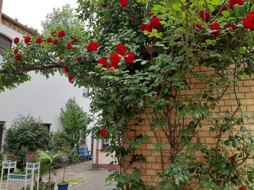 Lutherstadt Wittenberg Apartment | Fewo Rosenblüte am Stadtpark