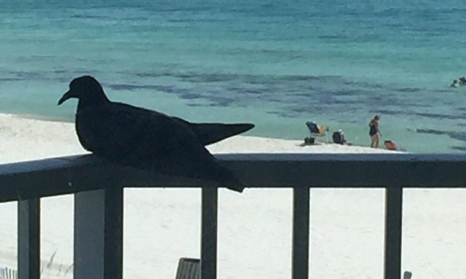 El Centro Beach Condo | FOR A LIMITED TIME "GET A 10% OFF ON A MONTHLY STAY"