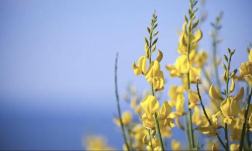 Santa Maria La Palma Villa | Ginestre Cottage with pool in the Nature Park of Porto Conte