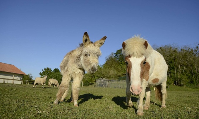 Poyanne Cottage | Gite d'Aliénor, Poyanne, at the farm, for 10p, at only 30 mn from Hossegor