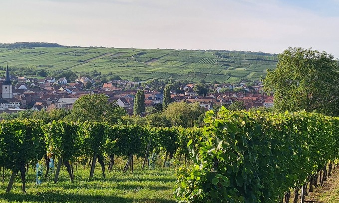 Bischoffsheim House | Gite des rossignols near Obernai sleeps 4 with large terrace.