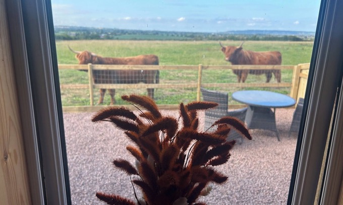 Whaddon Cabin | Glamping Pod in secluded location with Highland Cows at the fence