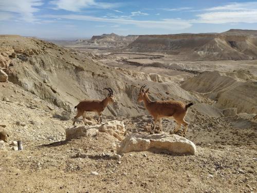 Mitzpe Ramon Apartment | Glezant