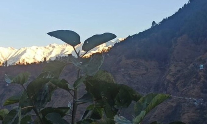Shivanandi Hotel | Goroomgo Green Valley Homestay Chopta