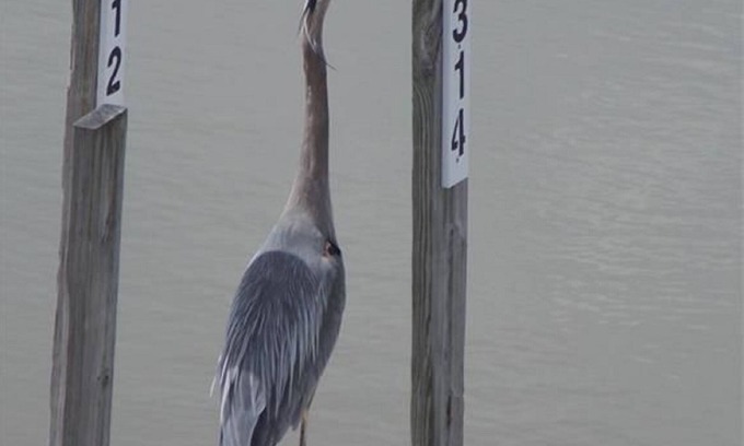 Oak Harbor Condo | Great for Vacationers Bird Watchers Davis Bessie Fishing-Charters on Site