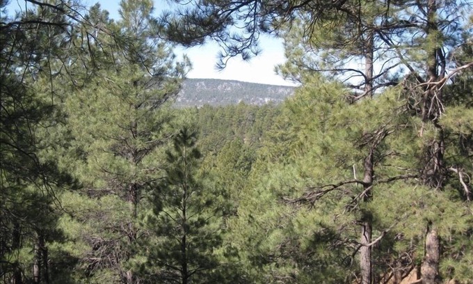 Kachina Village Cabin | Great Reviews and all home conveniences - Fully Remodeled Cabin!