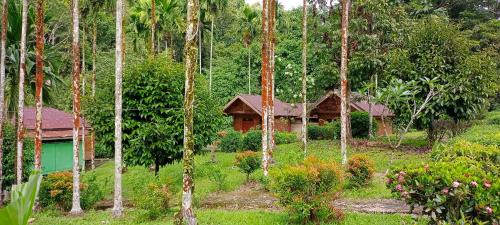Batang Serangan Cabin | Green Lodge Tangkahan