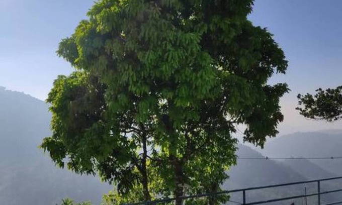 Pallivasal Cottage | Green Paradise Room-3