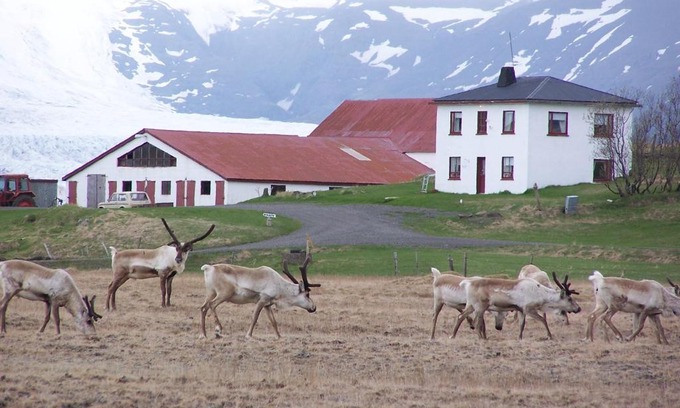 Hornafjörður House | Guesthouse Holmur