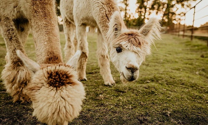 Exeter Other | Hacienda de las Rosas Animal Sanctuary and Farm Experience