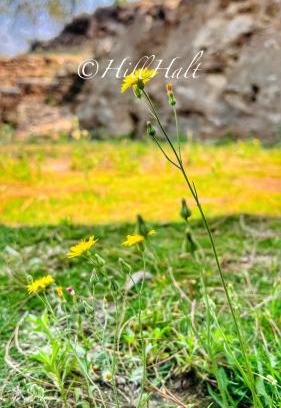 Almora House | Hill Halt