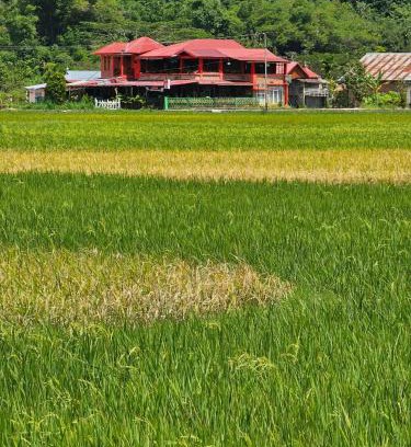 Agam Bed & Breakfast | Homestay dan Cafe BungaSonsang