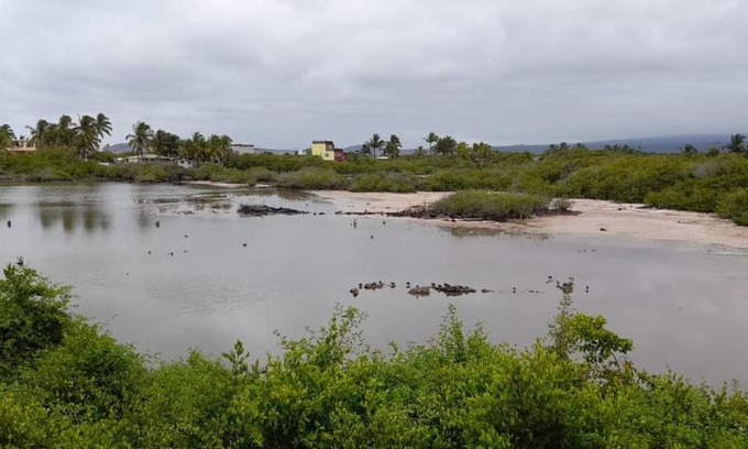 Puerto Villamil House | House