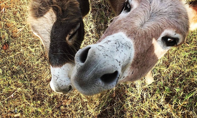 Pokolbin House | Il Cappannone @ Mystery Hills - Come and Meet the Mini Donkeys