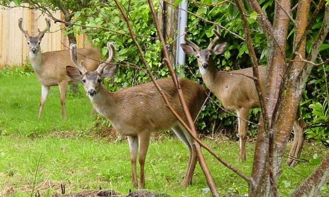 Ferndale Cabin | Jeannette's Cottage Your home in the Victorian Village of Ferndale. Pets OK