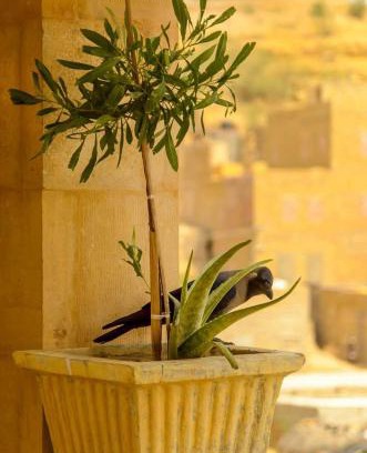 Amar Sagar Pol House | Jimmy Desert guesthouse & Safari