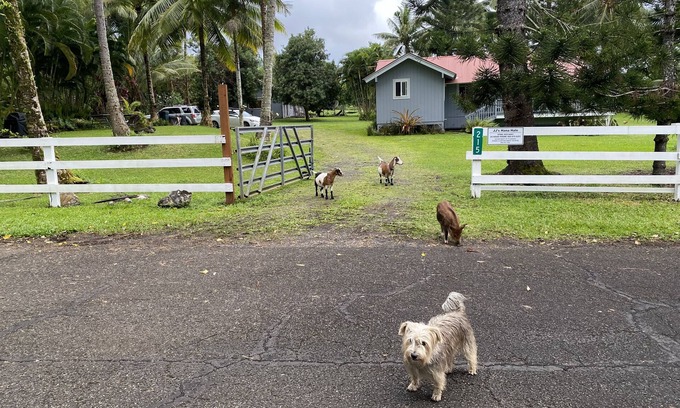 Hana House | JJs Hāna Hale - Farm House