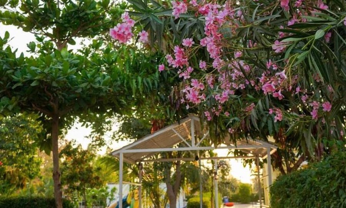 Wasda Resort | Joy Villa & Resort