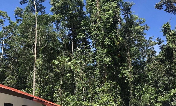 Cahuita House | Jungle Oasis - Brand New Retreat !