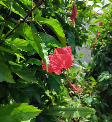 Le Morne-Rouge House | KAN'DLO