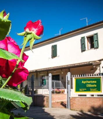 Candelara Villa | L'uliveto