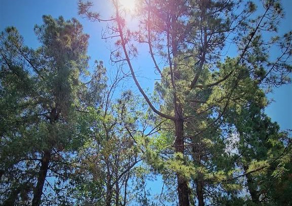 Chacras de Coria Apartment | La Araucaria