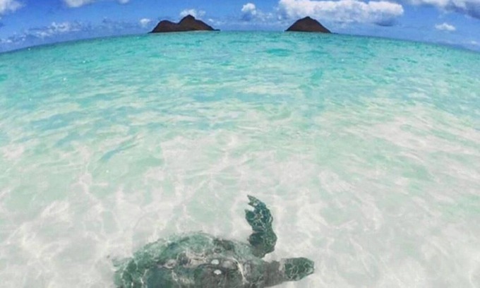 Kailua Bed & Breakfast | La Bella’s Bed & Breakfast-Honu (Turtle) Suite-Walk to beach-In Kailua (O’ahu)