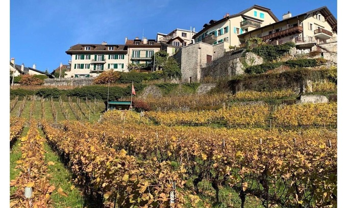 Montreux House | La Vigneronne, Tuin