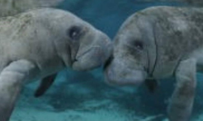 Hernando House | Lakeshore lodge slp12 golf, major springs, ocean, manatees nearby