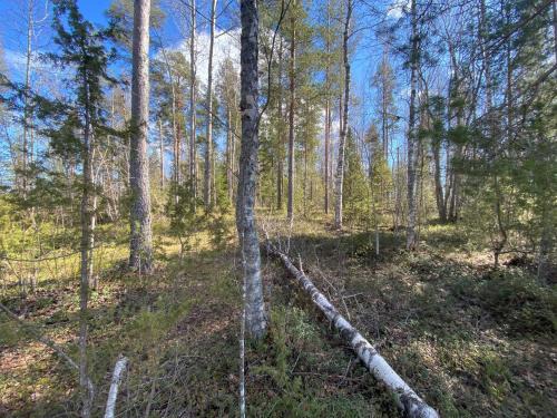 Oravi Other | Lammassaari