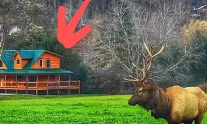 Maggie Valley House | Lazy Elk Lodge Million $ view, New log home perfect location! EZ ACCESS,WIFI TV
