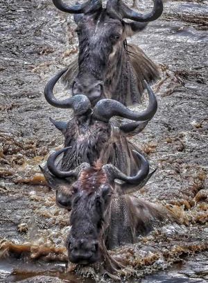 Maasai Mara Other | Lepuan safari