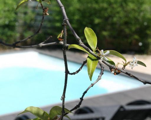 Saint-Siffret Bed & Breakfast | Les Centaurines