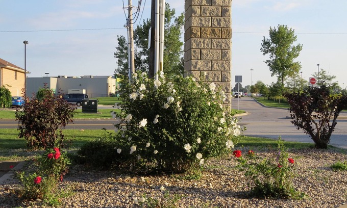 Windsor Hotel | Lexington Inn & Suites Windsor