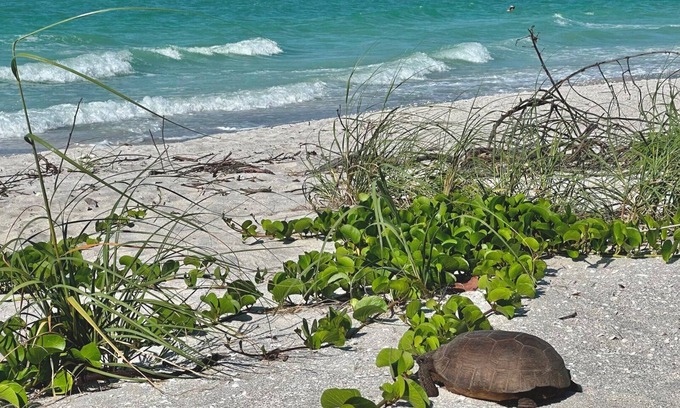 Sanibel Condo | Like sunrises, sunsets & stargazing? Serenity is y