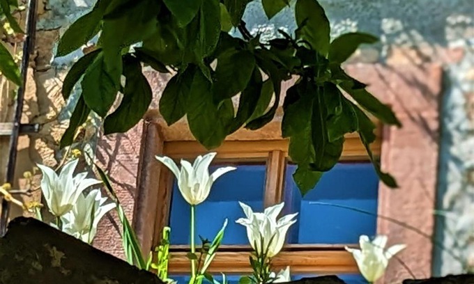 Kohren-Sahlis House | Lilly im Dorfe