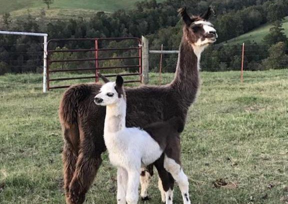 Omaha House | Llama House - Amazing Views, Country Setting - Pet the Llamas! Close to Everything!