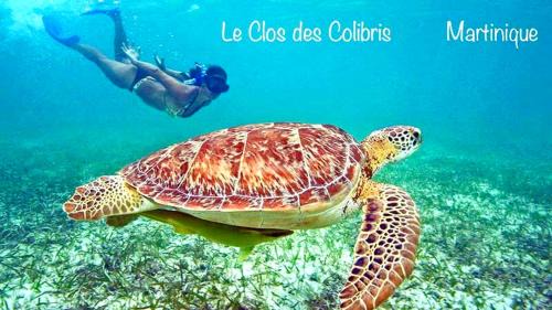 Le Carbet House | LODGE COLIBRIS Piscine Privée vue panoramique mer et montagne pelée , 500 m plage dans un parc , Calme assuré Idéal pour découvrir le nord Caraïbes