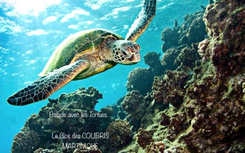 Le Carbet House | LODGE PAMPLEMOUSSE avec PISCINE privative , dans parc calme à 500 m plage